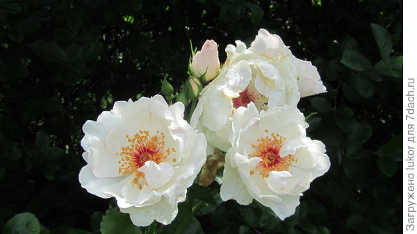 Жаклин дю Пре