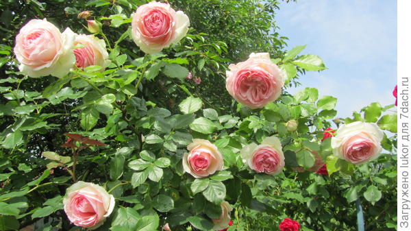 плетистая роза