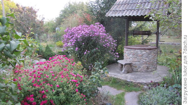 Колодец с астрами новоанглийскими и новобельгийскими