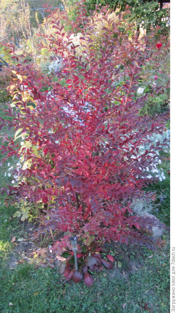 Индийская сирень