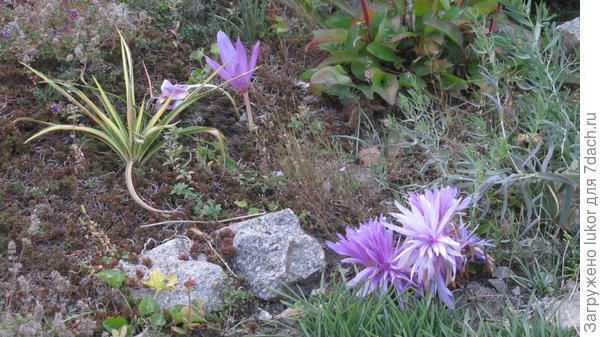 Безвременник