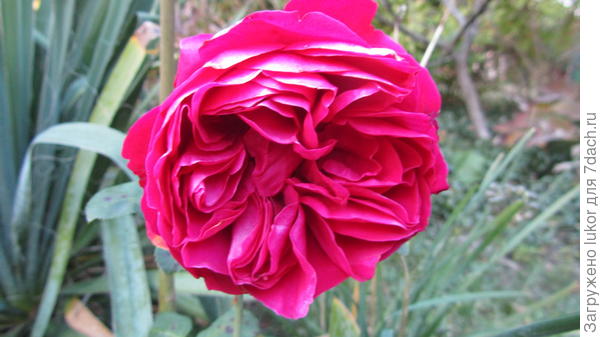 Эрик Таберли