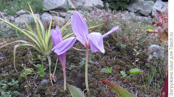 Первый привет