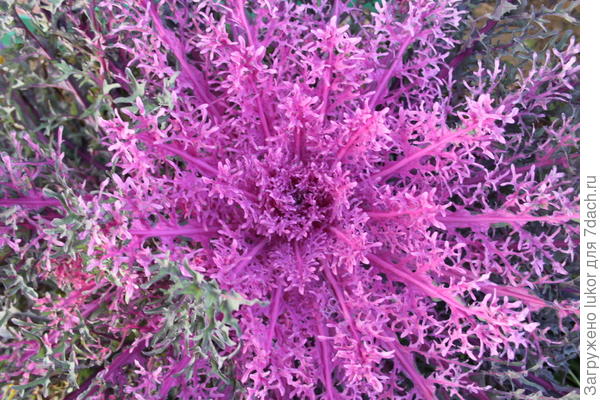 Капуста Дениса