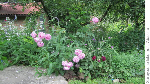 Нежные остинки