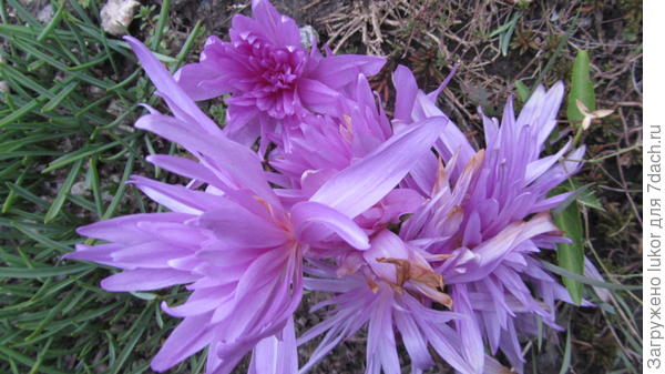 Безвременник "Water lili"