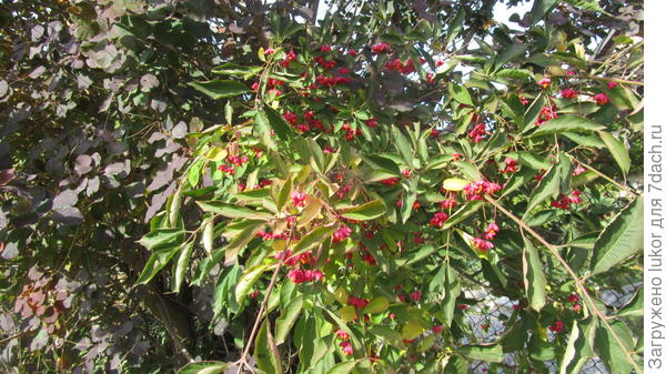 Бересклет под забором