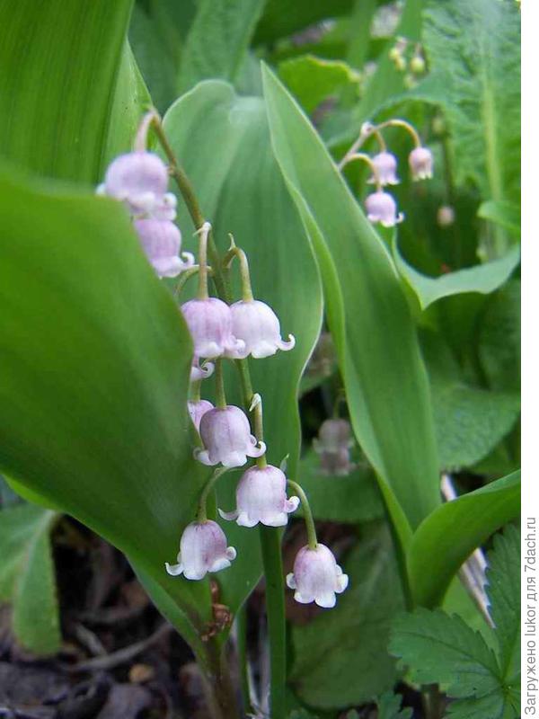 розовый ландыш