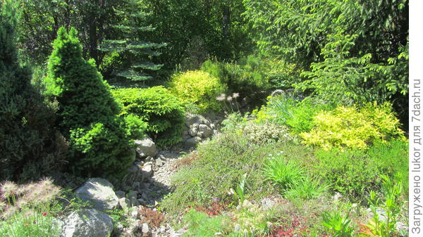 У меня две подушковидные ели растут уже лет 20. На фото вот тут, после коники . За ними весенний кустик спиреи Литл Принцесс