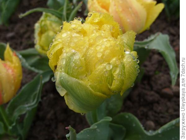 Умытые дождем они стали еще прекраснее