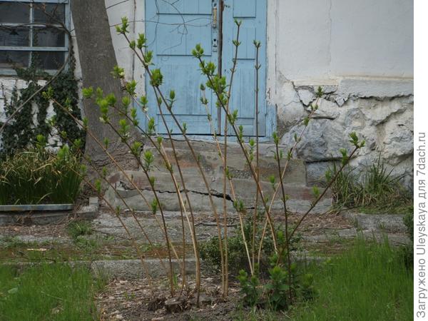 Зимнецветущая жимолость душистая