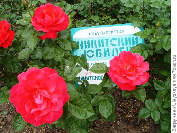 Выставка роз Никитского ботанического сада