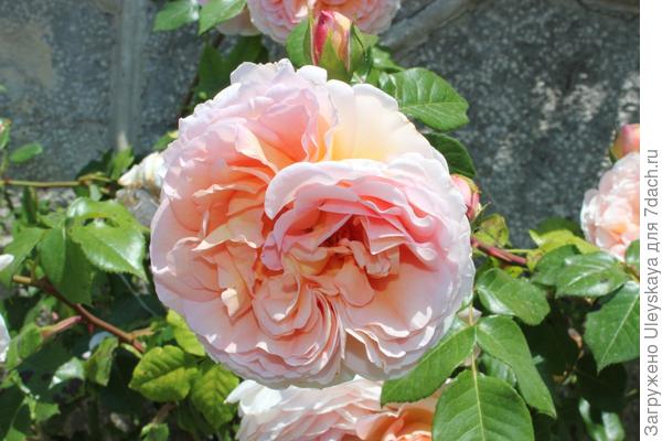 Настоящие аристократки сада - плетистые розы