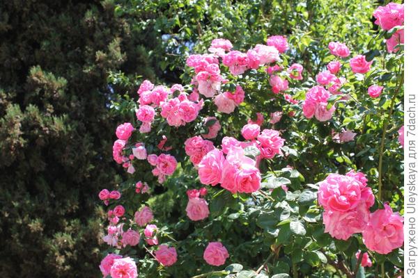 Плетистые крупноцветковые розы сорта и фото