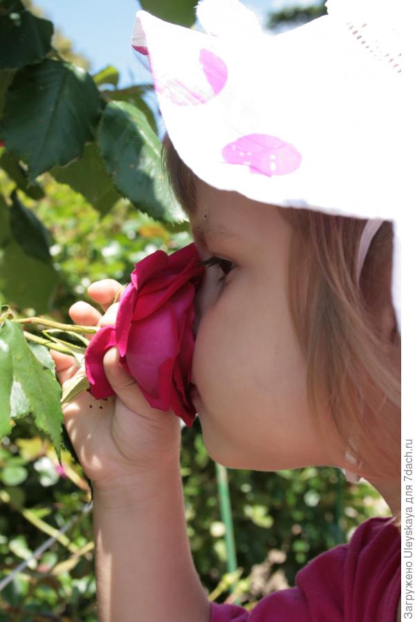 Роза пахнет розой