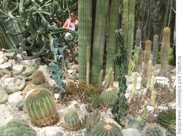 Myrtillocactus geometrizans, Cereus peruvianus &#39;Monstrosus&#39;, Rooksbya euphorbioides