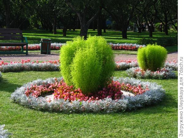 Кохия в регулярном стиле цветников