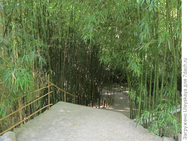 Вековая бамбуковая роща Приморского парка.