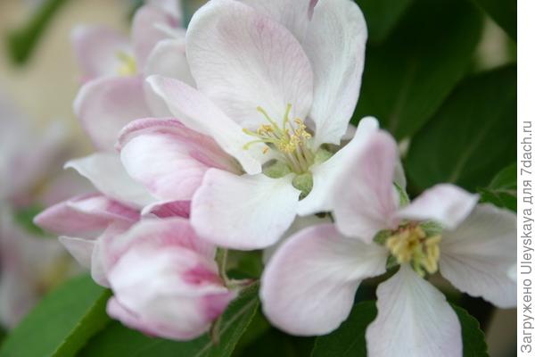 Яблоневый цвет.