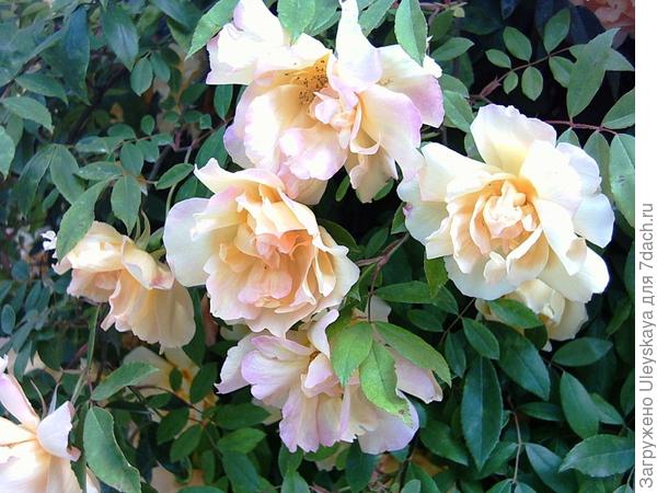 Плетистая роза Fortunes Double Yellow