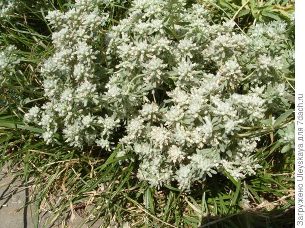 Дубровник беловойлочный.