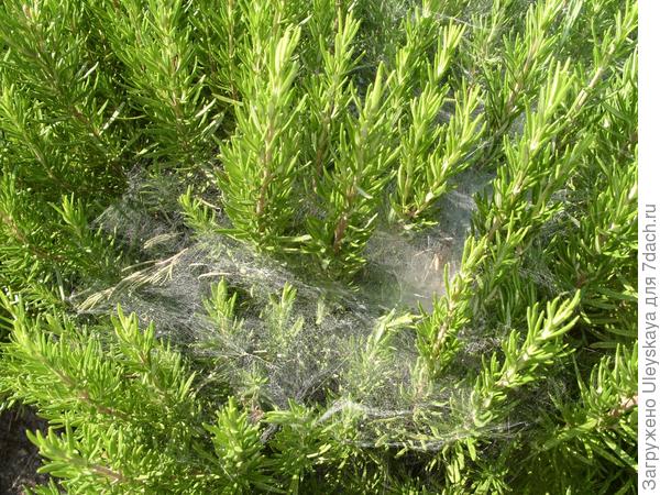 Розмарин лекарственный.