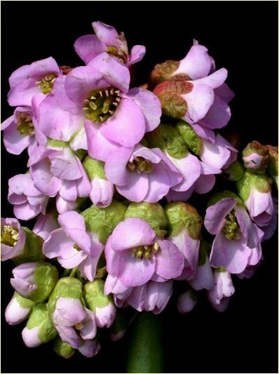 'Profusion'