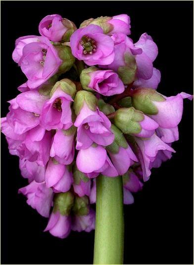 Bergenia cordifolia.