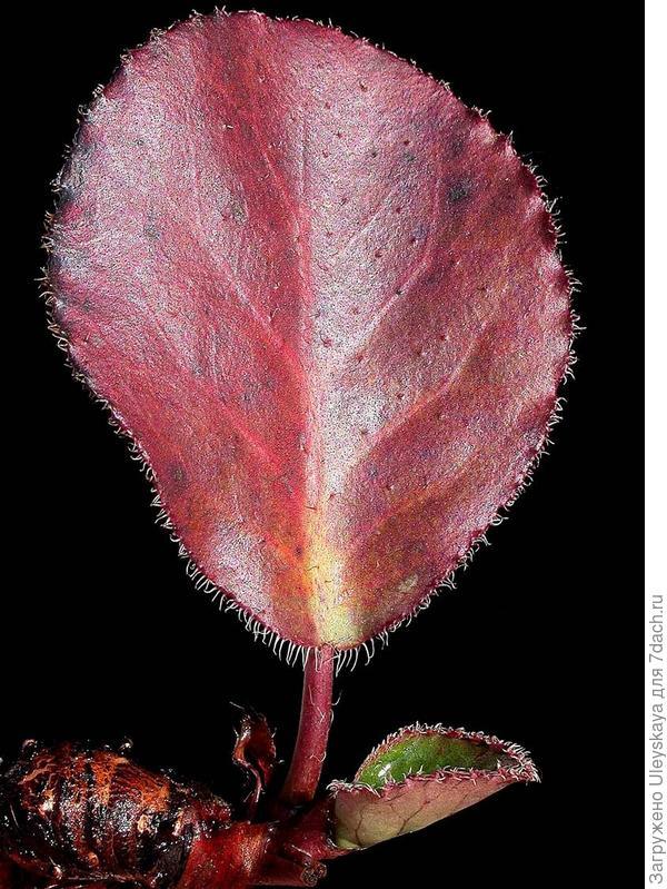 Bergenia purpurascens (лист).