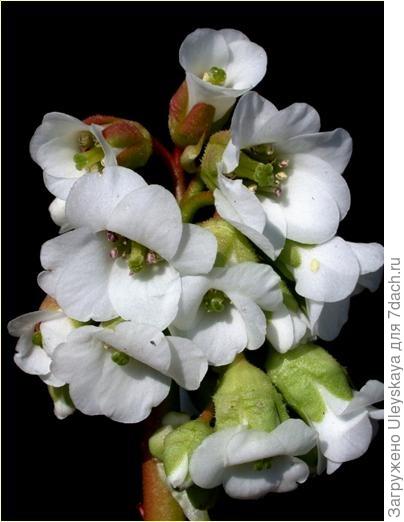 'Bressingham White'
