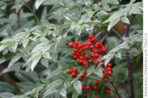 Нандина домашняя.