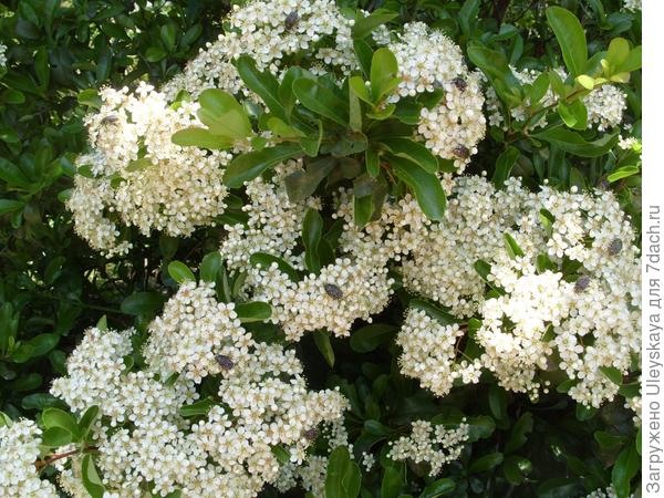 Пираканта ярко-красная.