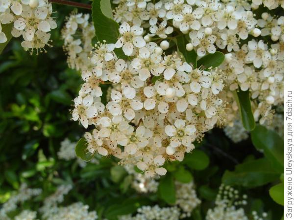 Пираканта ярко-красная.