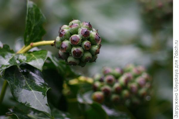 Плющ крымский.