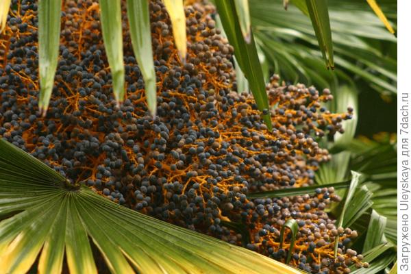Пальма китайская веерная трахикарпус Форчуна в плодоношении.