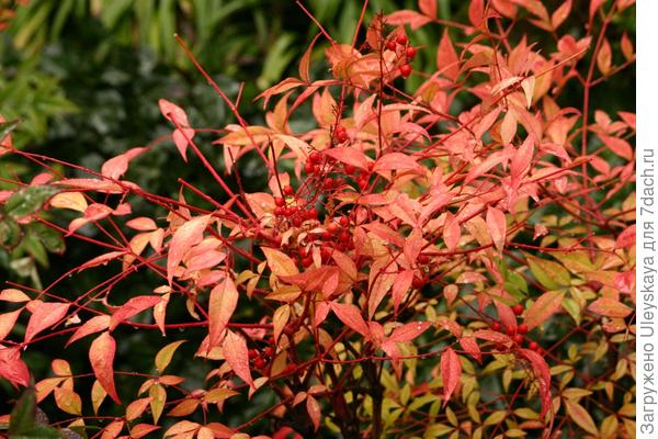 Нандина домашняя.