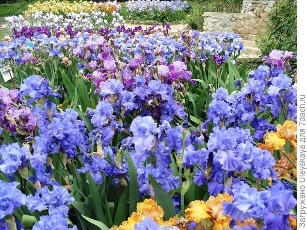 Выставка ирисов - 2013