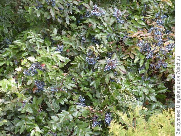 Магония падуболистная в плодоношении, 7 октября.