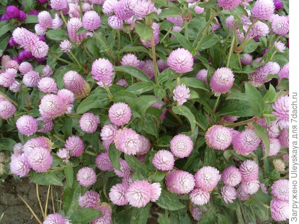 'Baddy Rosea'