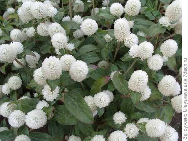 'Baddy White'