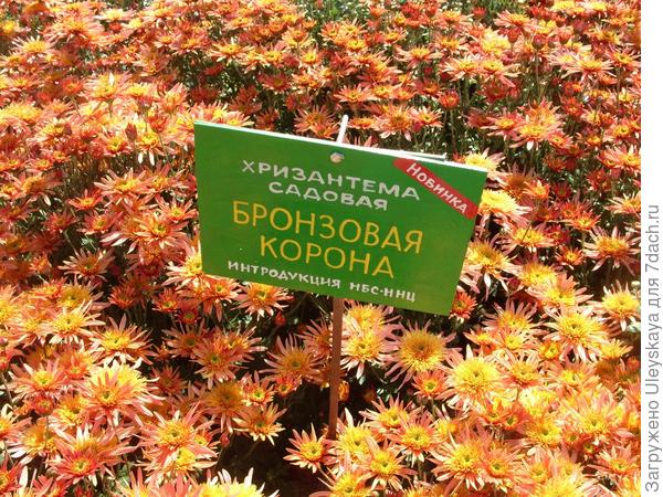 Бронзовая Корона