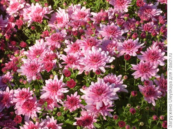 'Proxima Violet'