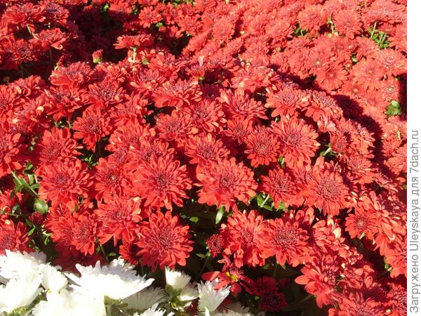 'Zinzi Red'