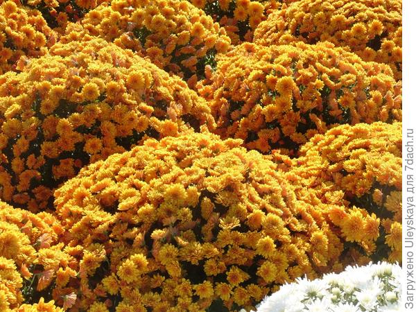 'Conela Orange'