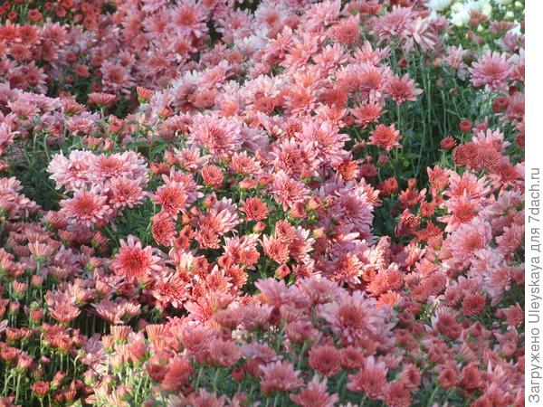 'Bigli Pink'