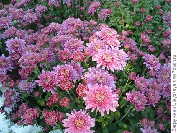 'Amiko Violet'