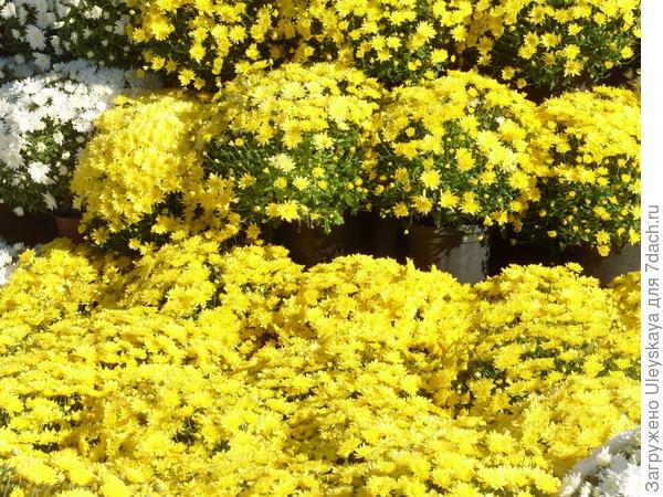 'Domeniko Yellow'