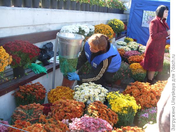 Бал хризантем в Севастополе