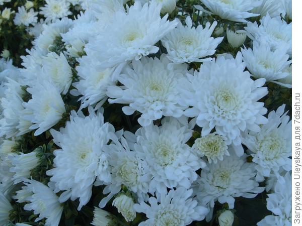 'Tricky White'