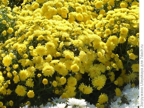 'Axita Yellow'